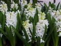 Beautiful, strong aroma white hyacinths in flower pots
