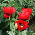 Beautiful strong coloured poppy flowers Royalty Free Stock Photo