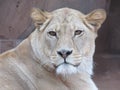 Beautiful, strong, graceful lioness walking in a zoo behind a thick protective glass.