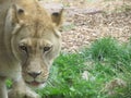 Beautiful, strong, graceful lioness walking in a zoo behind a thick protective glass.