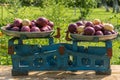 Beautiful strong heads of white and red onions on the bowls of old scales of the Soviet period. Royalty Free Stock Photo