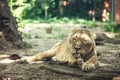 beautiful strong lioness lies in the shadow of trees