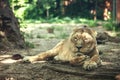 beautiful strong lioness lies in the shadow of trees