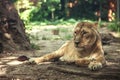 beautiful strong lioness lies in the shadow of trees