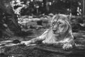 beautiful strong lioness lies in the shadow of trees