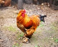 A beautiful strong purebred rooster of orange-brown color with spurs on its paws. Close-up