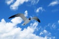 Beautiful strong seagull in the sky Royalty Free Stock Photo