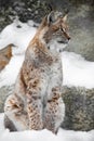 A beautiful and strong wildcat lynx Royalty Free Stock Photo