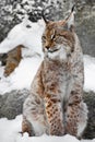 A beautiful and strong wildcat lynx sits Royalty Free Stock Photo