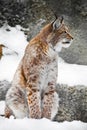 A beautiful and strong wildcat lynx Royalty Free Stock Photo