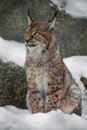 A beautiful and strong wildcat lynx sits Royalty Free Stock Photo