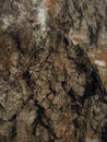 Beautiful structural surface of the bark on different trees. Just bark on a tree. Royalty Free Stock Photo