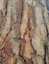 Beautiful structural surface of the bark on different trees. Just bark on a tree. Royalty Free Stock Photo