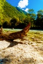Beautiful structured wooden log on sandy river shore in summer mountain landscape Royalty Free Stock Photo