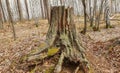 Beautiful stumps and tree in the park Royalty Free Stock Photo