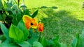 Beautiful and stuning yellow flower in the green garden