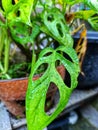 The beautiful and stunning Monstera Adansonii plant Royalty Free Stock Photo