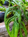 The beautiful and stunning Monstera Adansonii plant Royalty Free Stock Photo