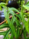 The beautiful and stunning Monstera Adansonii plant Royalty Free Stock Photo