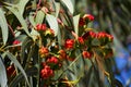 Red flower buds of Eucalypt  erythrocorys tree in autumn. Royalty Free Stock Photo