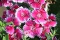 Beautiful and stunning Pink white mix color Sweet William flowers blooming under daylight. Royalty Free Stock Photo