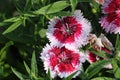 Beautiful and stunning Pink white mix color Sweet William flowers blooming under daylight. Royalty Free Stock Photo