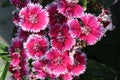 Beautiful and stunning Pink white mix color Sweet William flowers blooming under daylight. Royalty Free Stock Photo