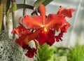 Beautiful and stunning red color of cattleya orchid flowers Royalty Free Stock Photo