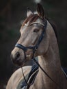 Beautiful stunning show jumping gelding horse with bridle and browband with beads in forest