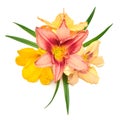 Beautiful stylish daylily hemerocallis flowers with twig isolated on white background Royalty Free Stock Photo