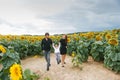 A beautiful stylish family walks in a field of sunflowers. Summer lifestyle in the fresh air, family leisure with a child Royalty Free Stock Photo