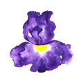 Beautiful stylized blue German bearded iris flower