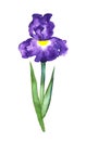 Beautiful stylized blue German bearded iris flower