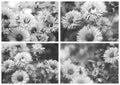 Beautiful stylized collage, black and white photo. Autumn Flower - Chrysanthemum Royalty Free Stock Photo