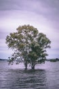 Beautiful submerged tree on a dam. Royalty Free Stock Photo