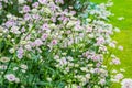 Beautiful, subtle flowers blossom in the garden