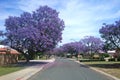 Beautiful suburban street colored in purple by Jacaranda trees abloom - Perth, Western Australia