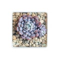 Beautiful succulent collection. Colorful natural Echeveria Amoena rosette plant in pot, top view