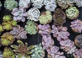 Beautiful Succulent Echeveria collections, Indoor plant decoration