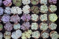 Beautiful Succulent Echeveria collections