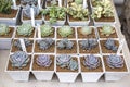 Beautiful Succulent Echeveria collections, Indoor plant decoration