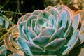 Beautiful succulent plant with dew drops on blurred background.