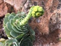 Beautiful succulent plant flowering on a red rock