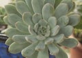 Succulent close up in a pot Royalty Free Stock Photo