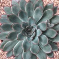 Beautiful succulent plant on stone background Royalty Free Stock Photo