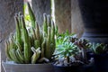 Beautiful succulent planting in little garden