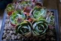 Beautiful succulent planting in little garden Royalty Free Stock Photo