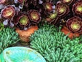 Beautiful succulent plants in clay pots