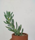 Beautiful succulent in teracotta pot Royalty Free Stock Photo