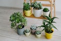 Beautiful succulents green the room. Many indoor plants in white, gray and yellow pots. Royalty Free Stock Photo